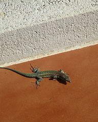 Image showing Lizard