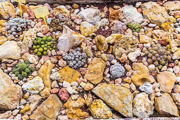 Image showing Succulents and cactus blooming flowers