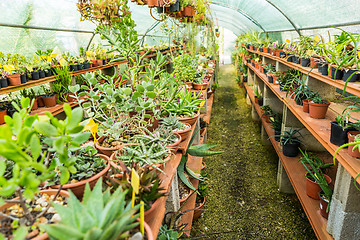 Image showing Succulents and cacti in hothouse