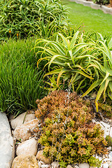 Image showing Succulents and cactus blooming flowers