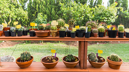 Image showing Succulents and cacti in hothouse