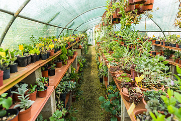 Image showing Succulents and cacti in hothouse