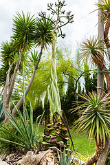 Image showing Succulents and cactus blooming flowers