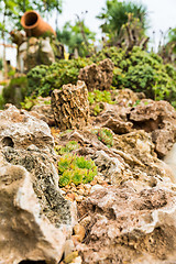 Image showing Succulents and cactus blooming flowers