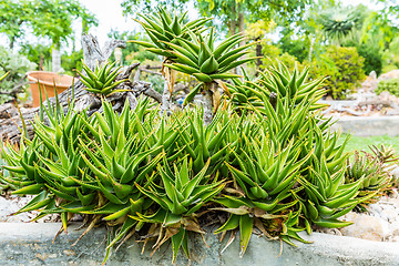 Image showing Succulents and cactus blooming flowers