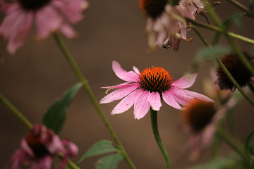 Image showing Purple Coneflower  Echinacea purpurea