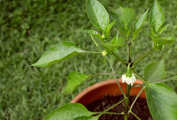 Image showing White flower on a sweet pepper plant