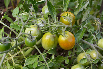 Image showing Green tomatoes starting to ripen to red