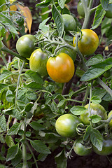 Image showing Truss of green tomatoes ripening