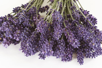 Image showing Lavender