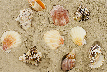 Image showing shells on sand