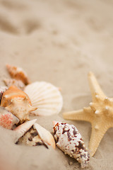 Image showing shells on sand