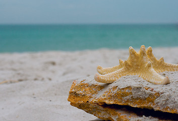 Image showing starfish on a stone