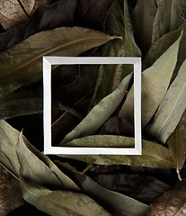 Image showing Dry leaves with white border