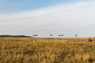 Image showing impala or antelopes grazing in savannah at africa