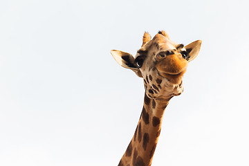 Image showing giraffe in africa