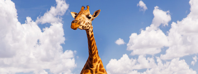 Image showing giraffe head over blue sky and clouds background