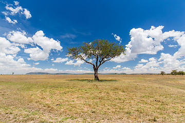 Image showing acacia tree in savannah at africa