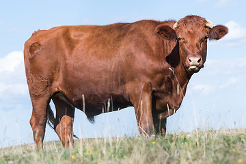 Image showing Watching young bull portrait