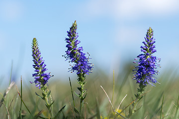 Image showing Blue summer flowers closeup