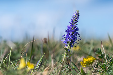 Image showing Blue and yellow summer flowers