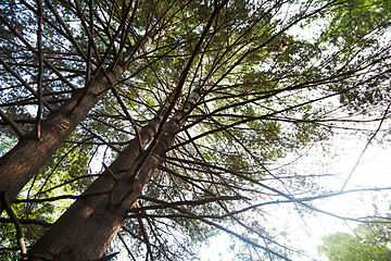 Image showing Pines in a wild forest. Horizontal photo