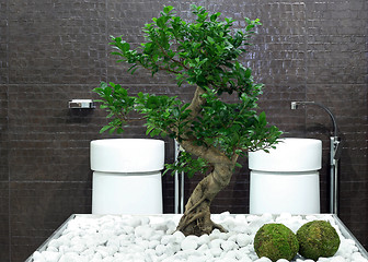 Image showing Bonsai bathroom