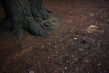 Image showing Roots of the pine tree. Close-up