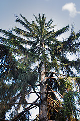 Image showing Pines in a wild forest