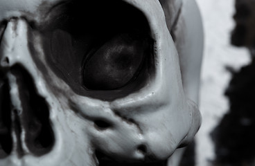 Image showing Close-up view of the human skull