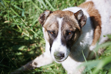 Image showing Dog laying on a grass