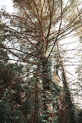 Image showing Pines in a wild forest