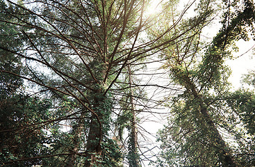 Image showing Pines in a wild forest