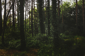 Image showing Forest with pine trees