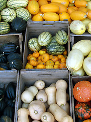 Image showing Pumpkins