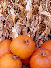 Image showing Pumpkins and corn stalk