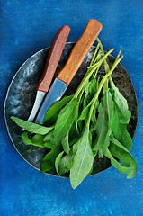 Image showing fresh sage