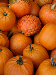 Image showing Small Pumpkins