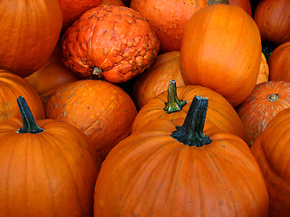 Image showing Small pumpkins