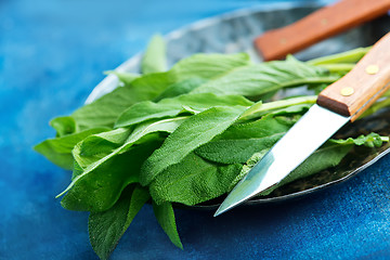 Image showing fresh sage