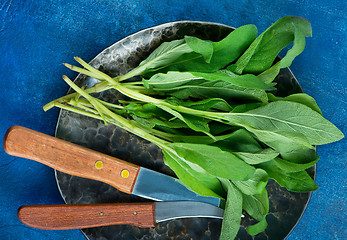 Image showing fresh sage