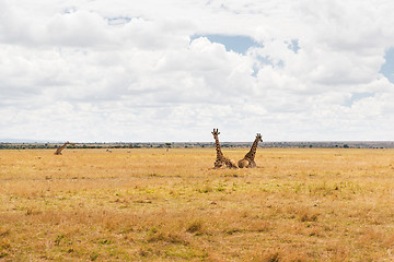 Image showing group of giraffes in savannah at africa