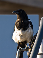 Image showing magpie