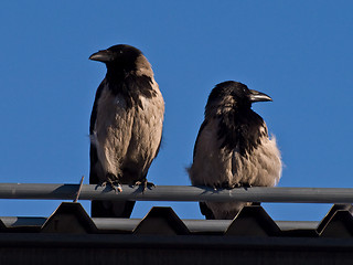 Image showing hooded crow