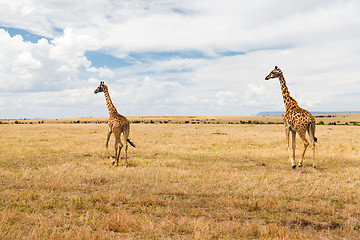 Image showing giraffes in savannah at africa