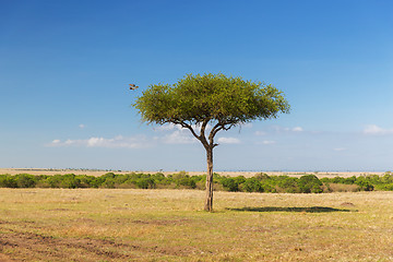 Image showing eagle flying away from tree in savannah at africa