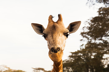 Image showing giraffe in africa