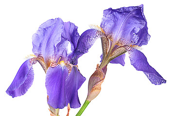 Image showing Closeup two iris flowers