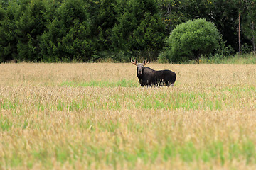 Image showing Elk In Wheat Field