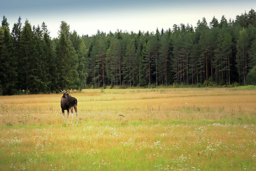 Image showing Elk and Forest